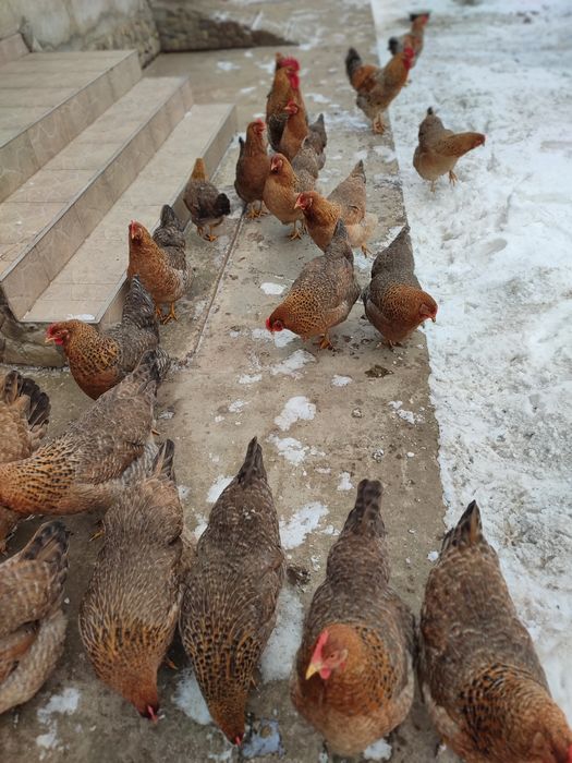 Інкубаційне яйце Білефельдер