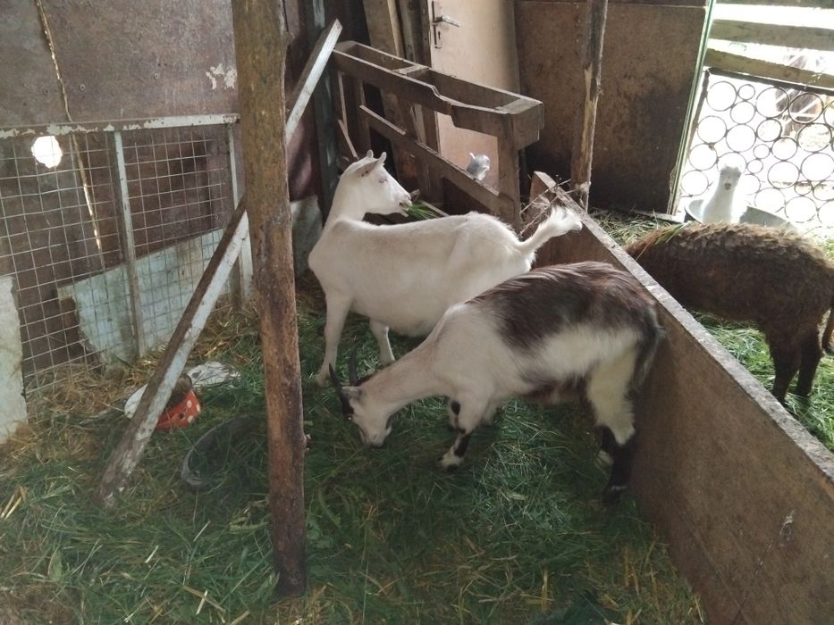 Продаються вівці і кози