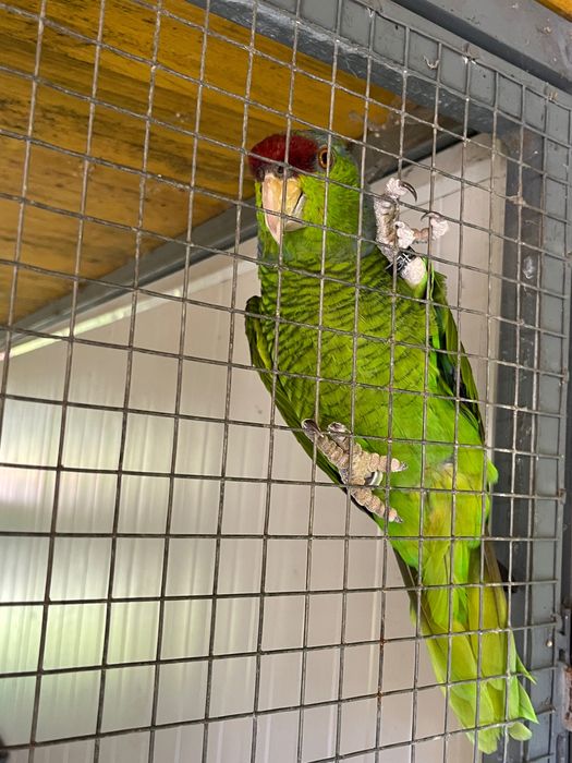 Papagaio Aestiva Finschi
