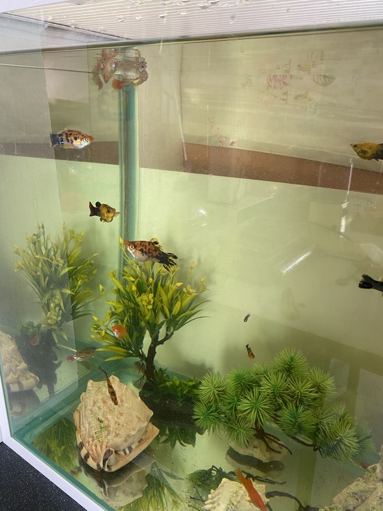 Peixes variados e aquarios