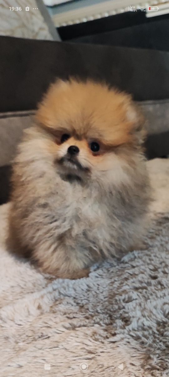 Pomeranian suczka typ misia