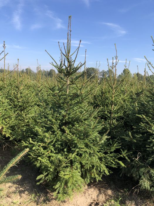 Świerk bożonarodzeniowy cięty i kopany choinka świąteczna