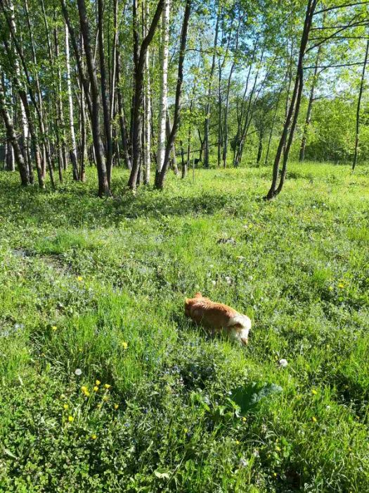 Недорого земля в Климентово у реки