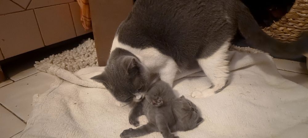 Kotka Brytyjska -Rezerecja