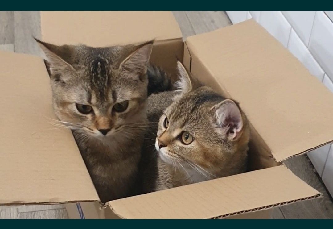 Котята шотландские. Мальчик и девочка.