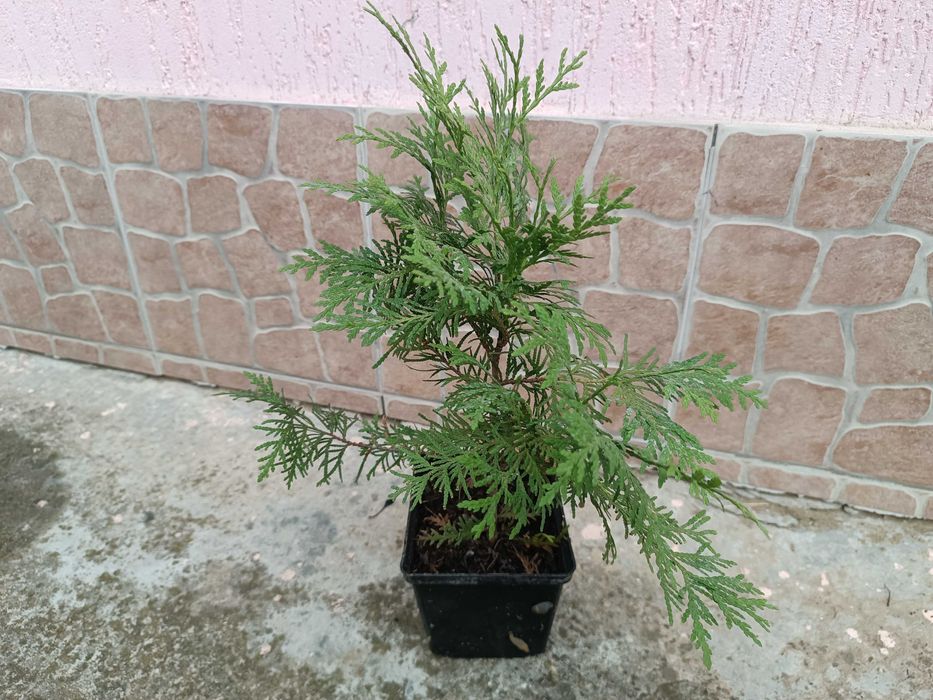 Туя западная Danica Aurea \Туя західна Даніка Ауреа в контейнере