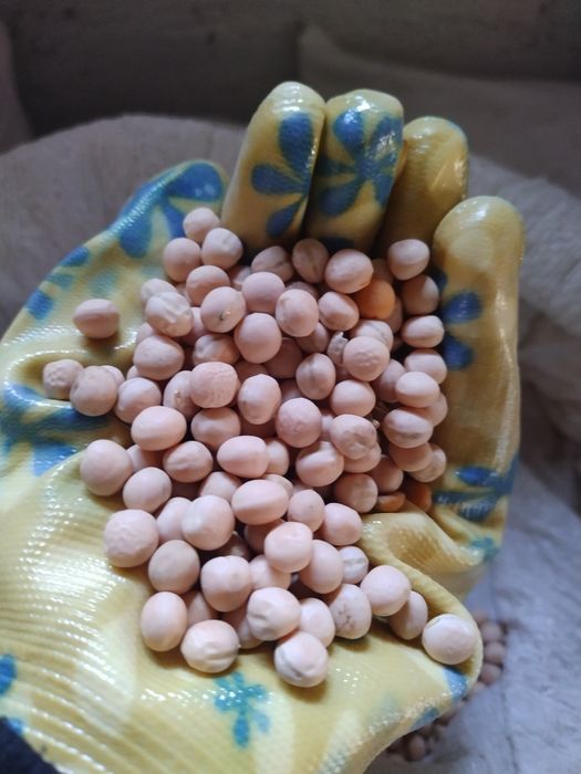 Горох для мікрозелені та мікгрогріну ціна вказана за 2 кг