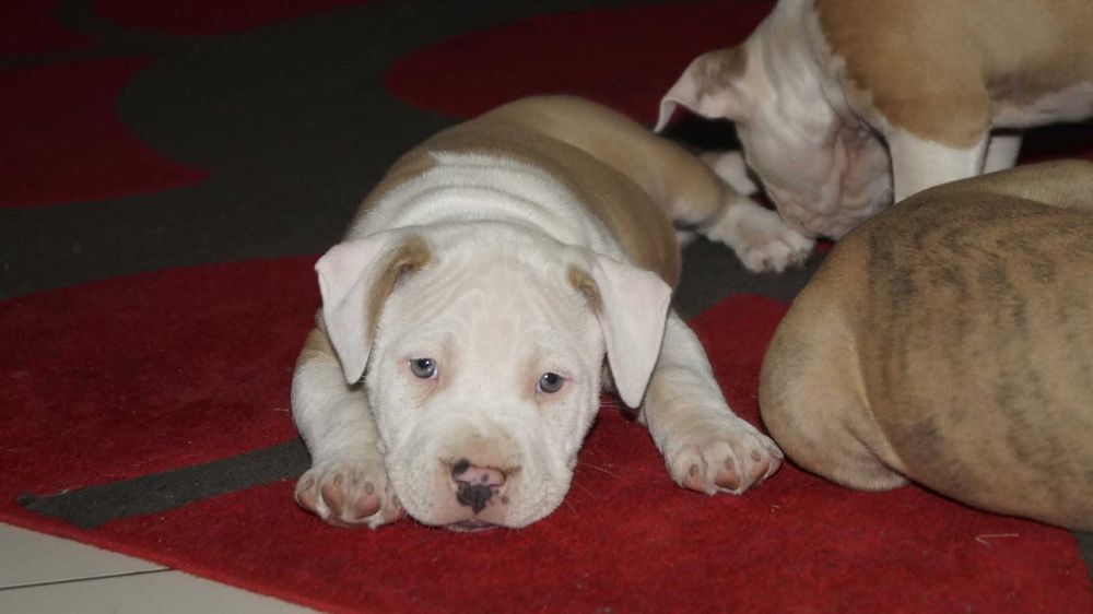 Szczeniak Amstaff,  samiec z rodowodem,  białogłowy,  cudny