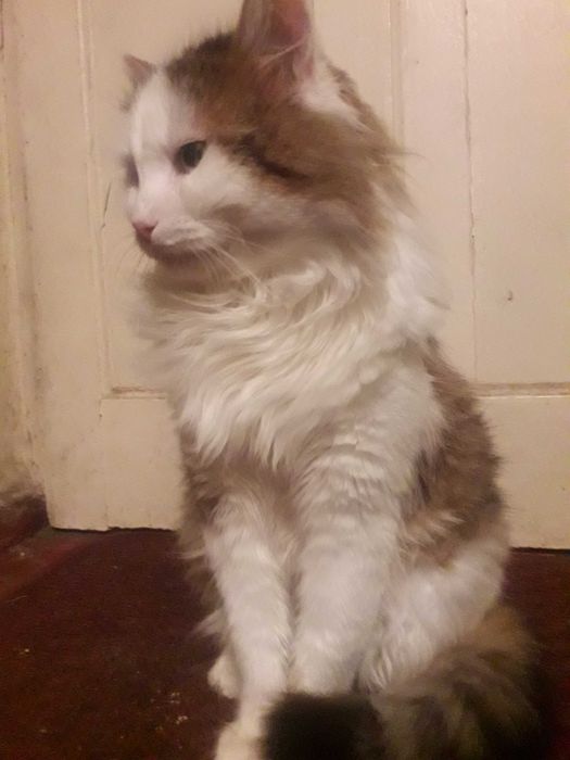 отдам кота бесплатно