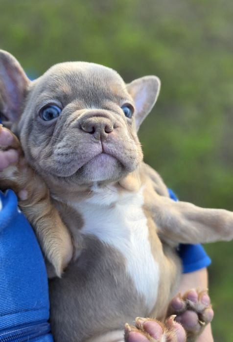 Top!! Buldogue Francês Macho Isabella Tan