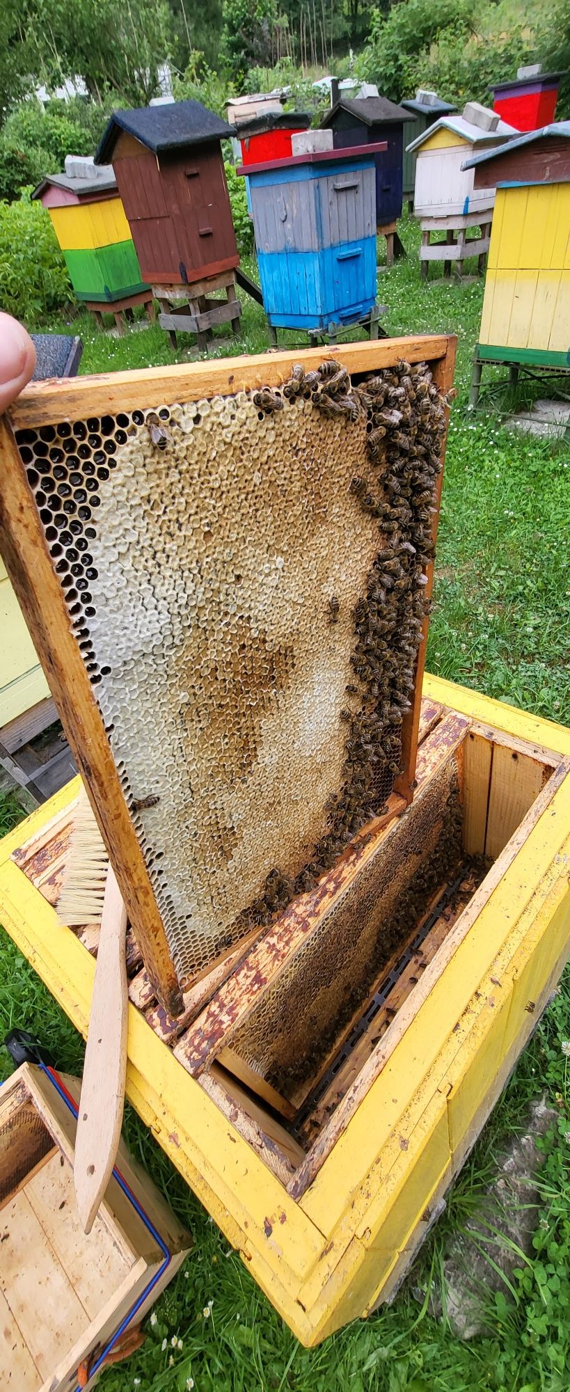 Naturalny MIÓD ze spadzi iglastej(spadź jodłowa)