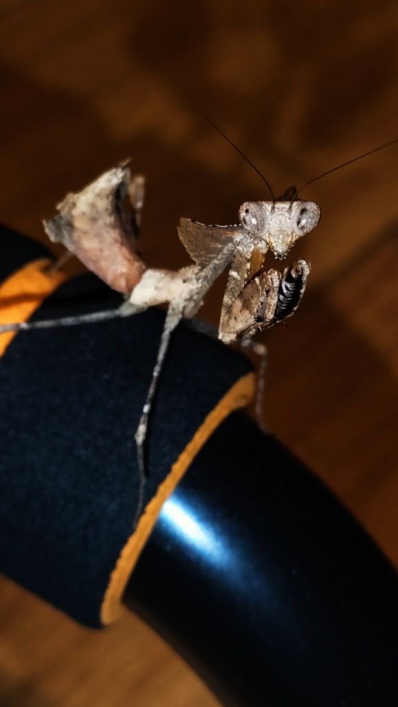 Modliszka Deroplatys desiccata
