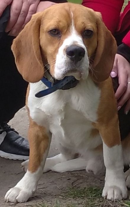 Бігль для в'язкі.