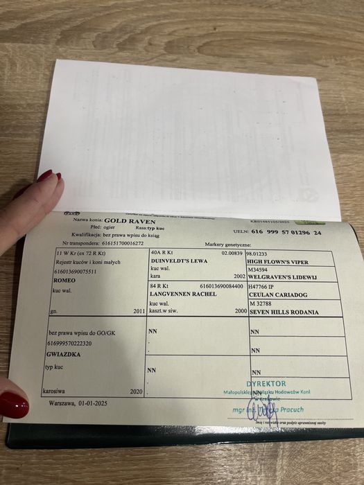 Śliczny kuc mix walijski