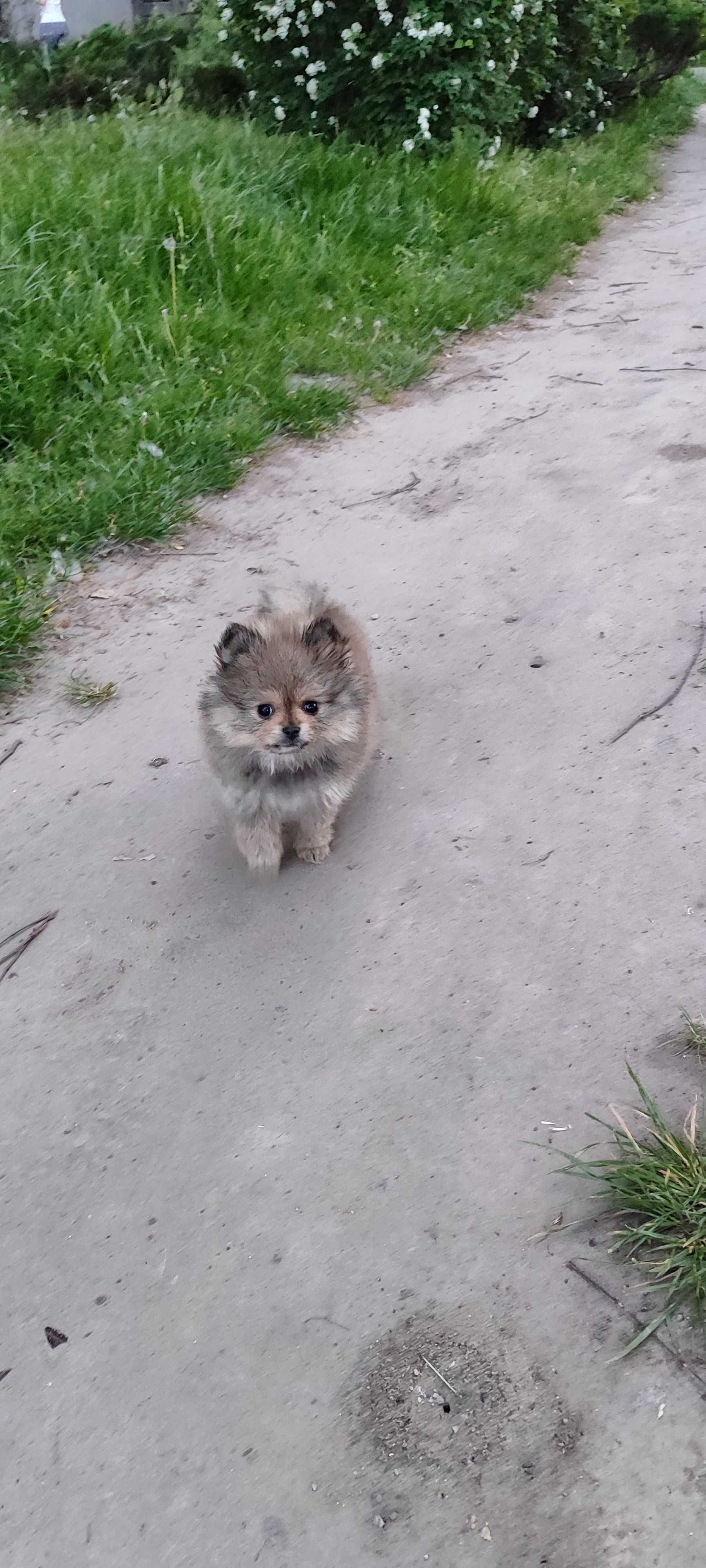 Померанский Шпиц