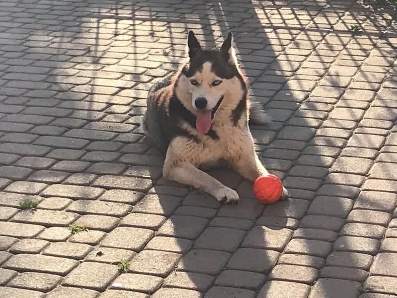 Допоможіть знайти Хаскі