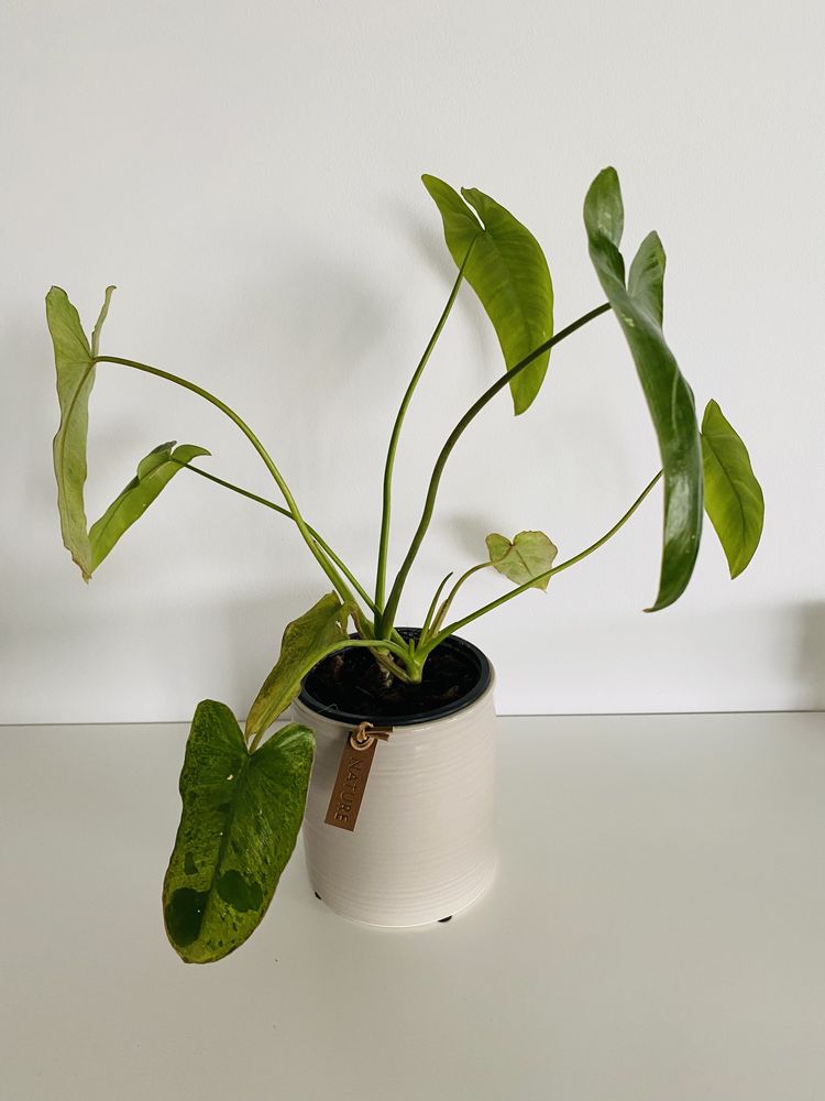 Philodendron paraiso verde doniczka 10cm filodendron