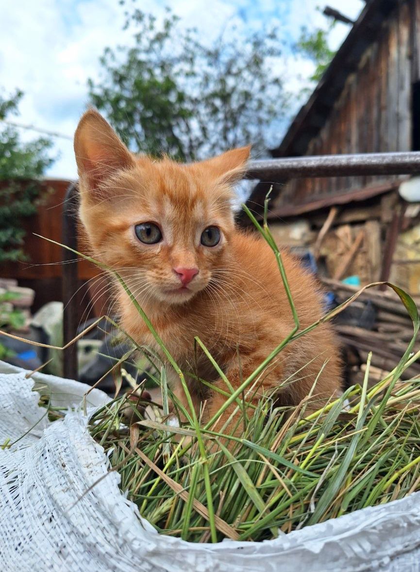 Рыжий котёнок мальчик ищет дом! Отдам в хорошие руки!