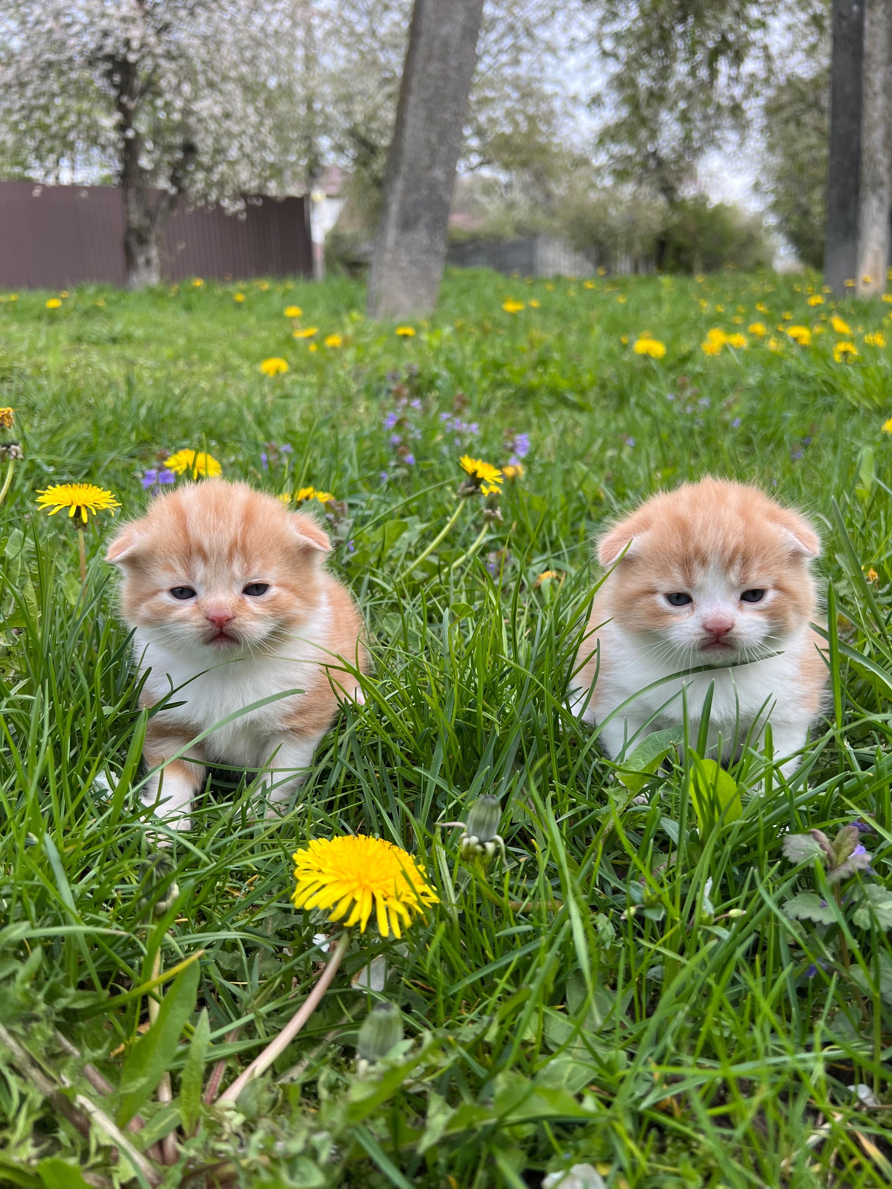 Котусики та кицюні