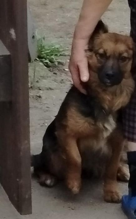 Wydam suczkę dwu letnia