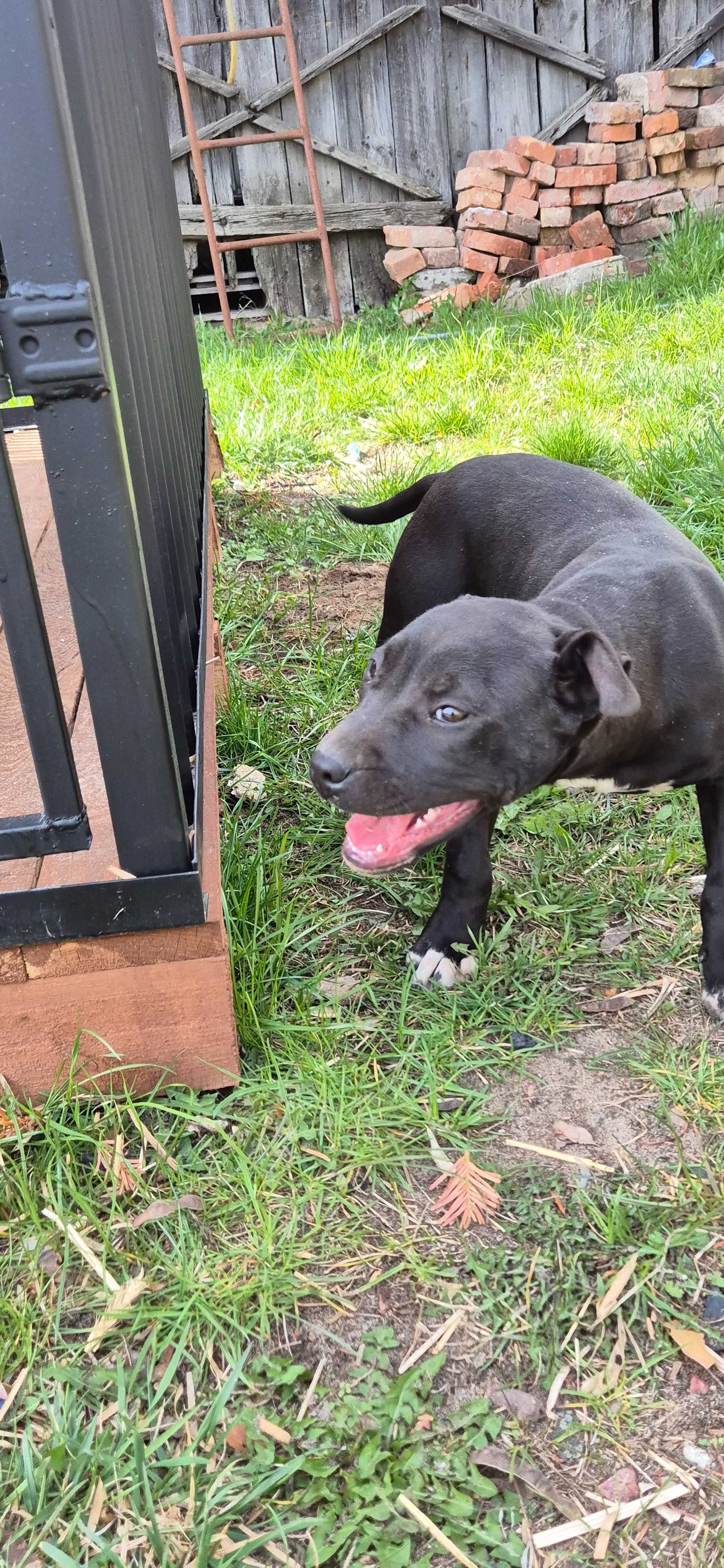 American Pitbull Terrier