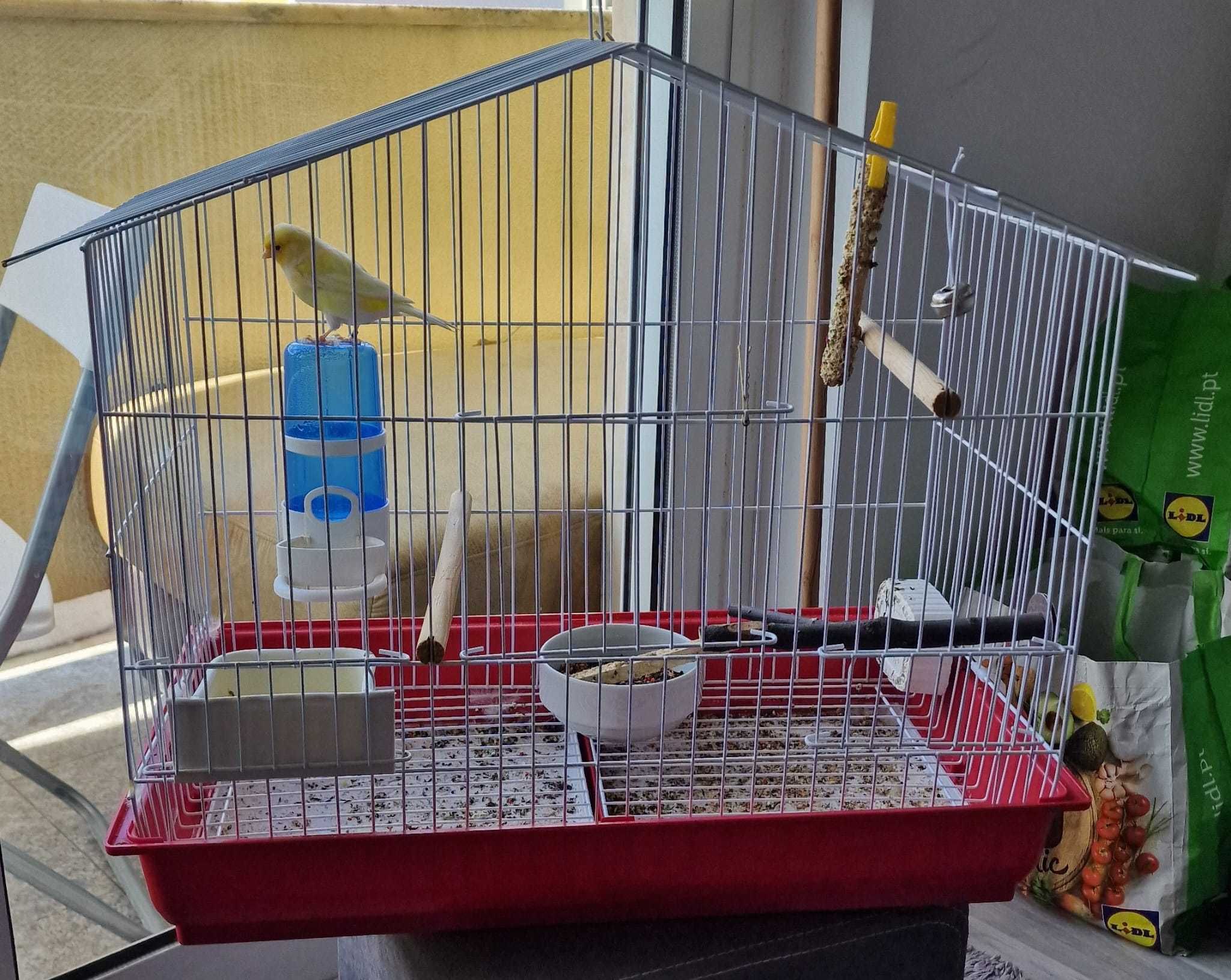 Yellow Canary Bird + cage