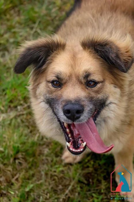 Śliczny Bierek do adopcji - 4 lata, 12 kg, wesoły i uczuciowy