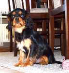 Okazja-Szczenięta-Cavalier King Charles  Spaniel