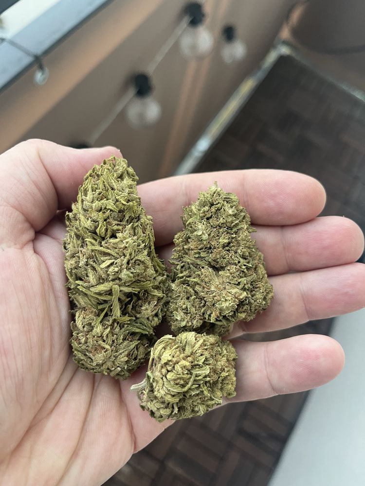 Susz konopny CBD CBG Gold 5g