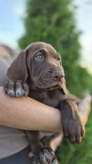 Wyżeł niemiecki krótkowłosy ZKwP/FCI