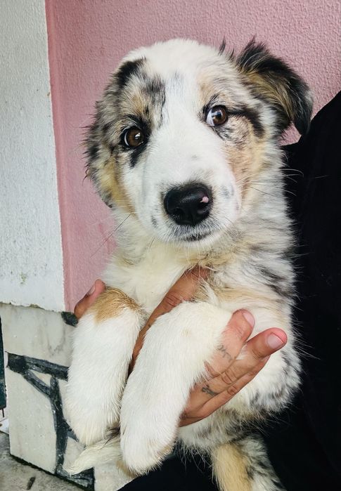 Excelente Menina border collie 3 meses merle