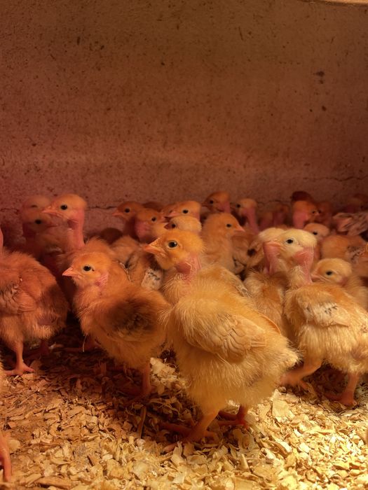 Pintos do dia castanhos carne 7/9 dias