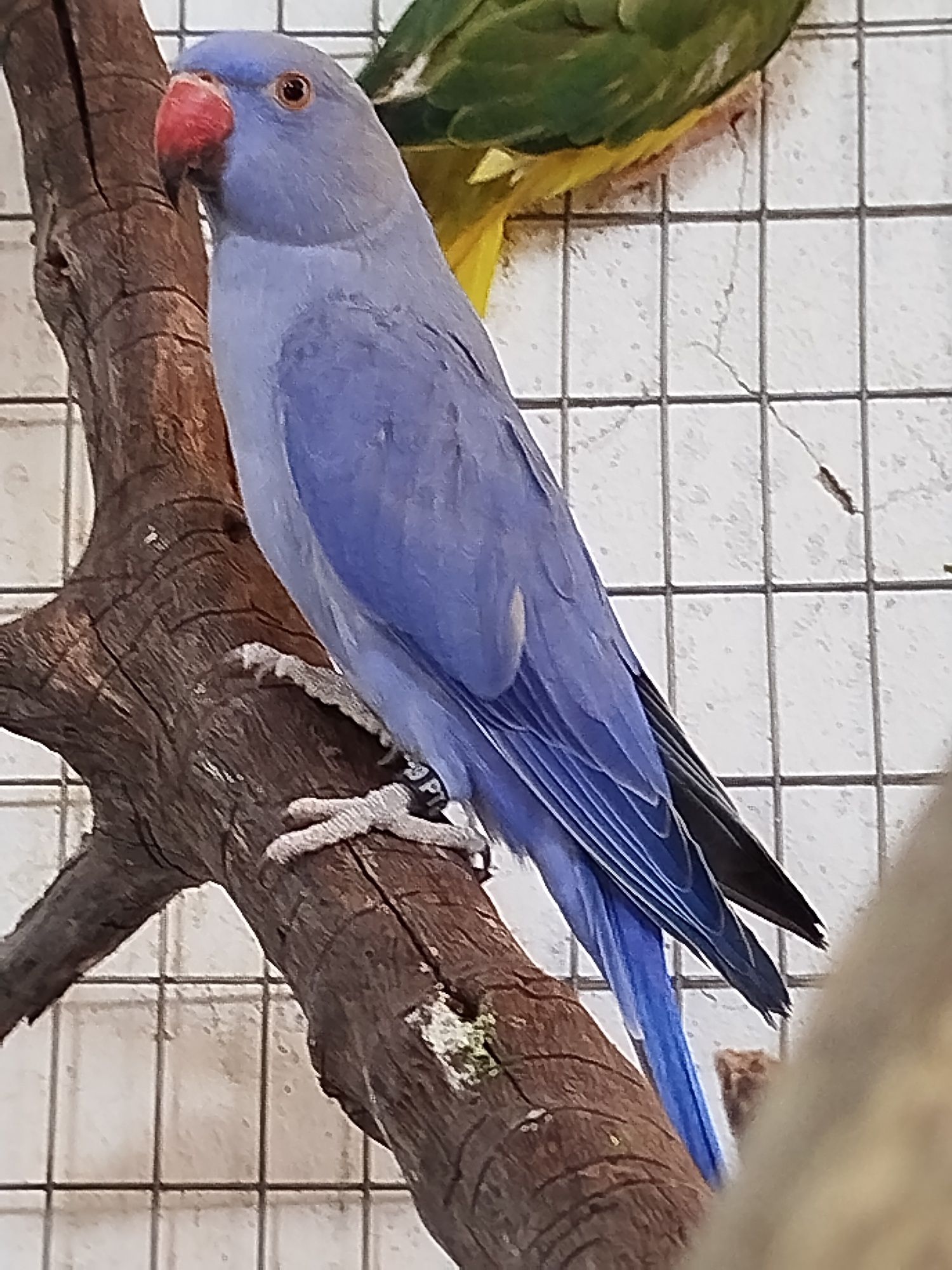 Casal Ring  Necks