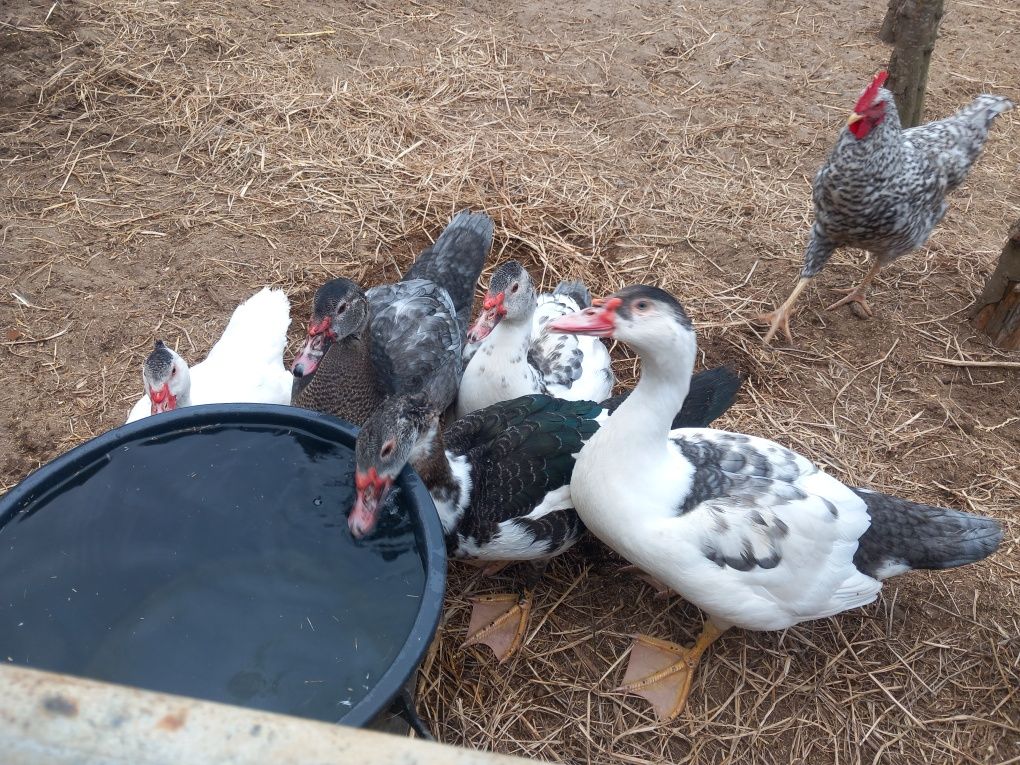 Patos mudos novos