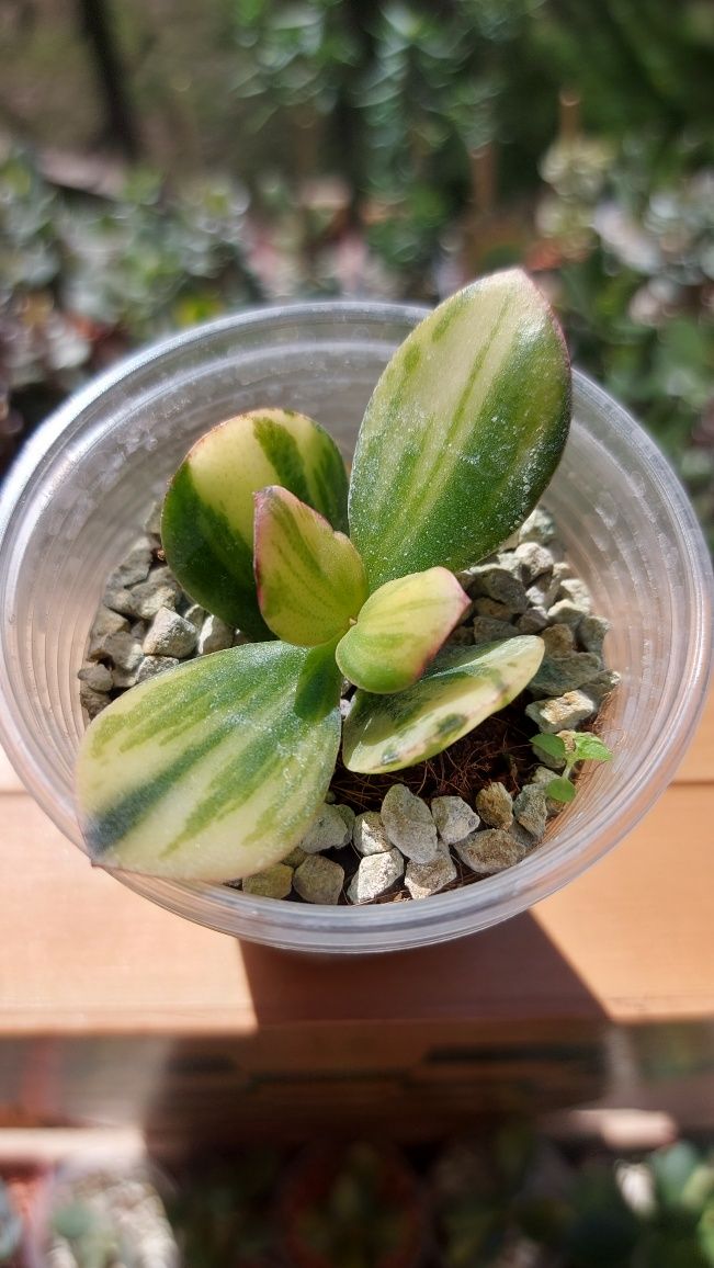 Crassula  Solana Крассула Солана