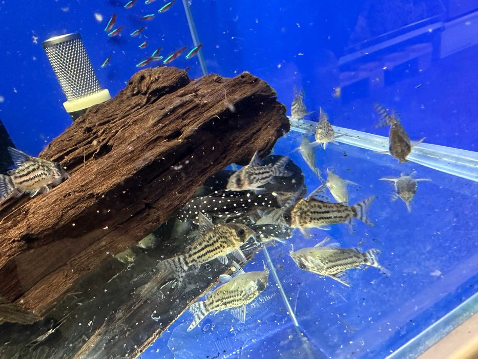 Leporacanthicus sp. L 240 zbrojnik