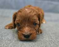 Cavapoo sunia cavalier /maltipoo/ cockapoo