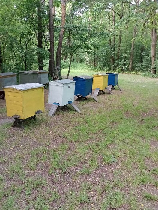 Pszczoły, rodziny 2 gniazdowe z ulem