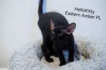 Peterbald kocurek gotowy do zmiany domku prawdziwy rodowód WCF
