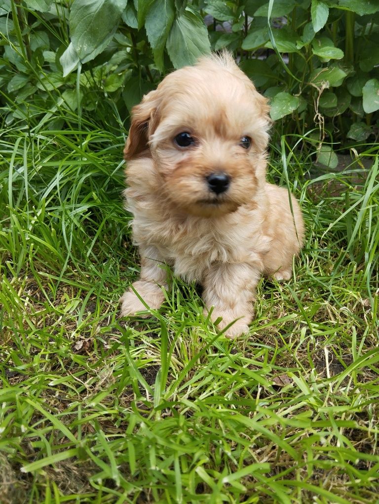 Cavapoo suczka cavapoo f1b ( nie maltipoo maltańczyk pudel cavalier)