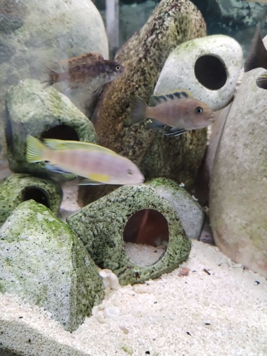 Crias Labidochromis sp Perlmut