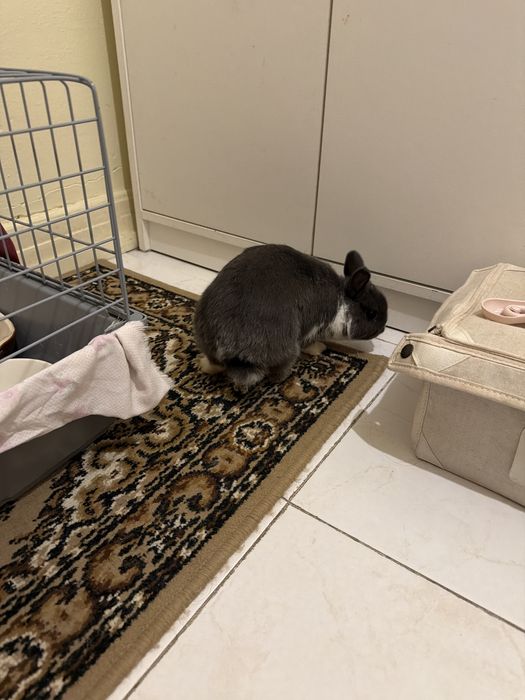 Coelho Anão Com Gaiola