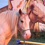 Konie hafljnger gypsy irish cob redukcja stada