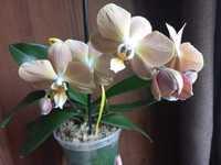 Орхидея фаленопсис Монако / Орхідея phal. Monaco