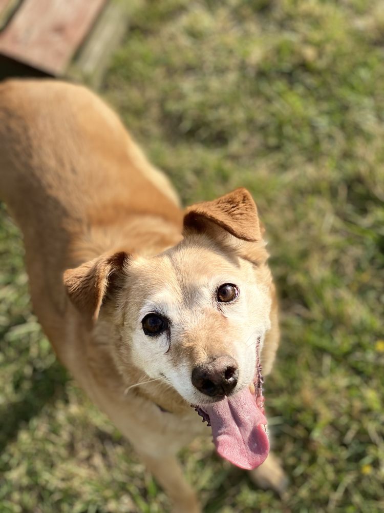 Lola sunia o złotym sercu do adopcji