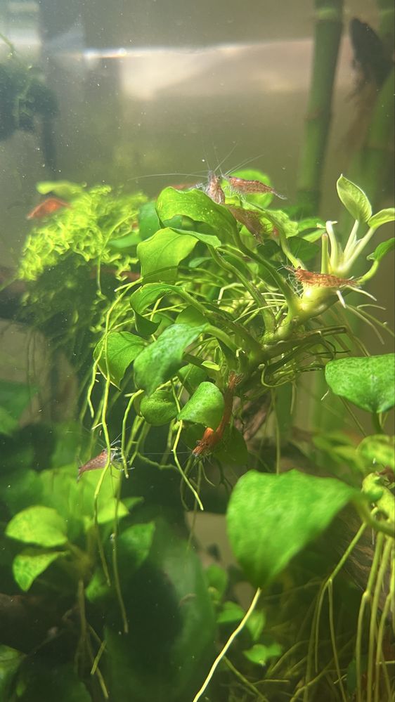 krewetki Red Cherry