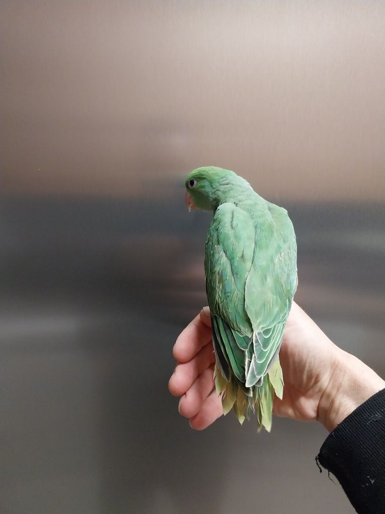 Ring necks para acabar de alimentar a mão