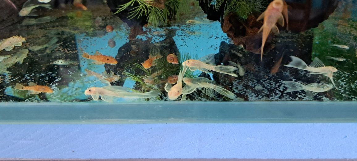 Ancistrus super red