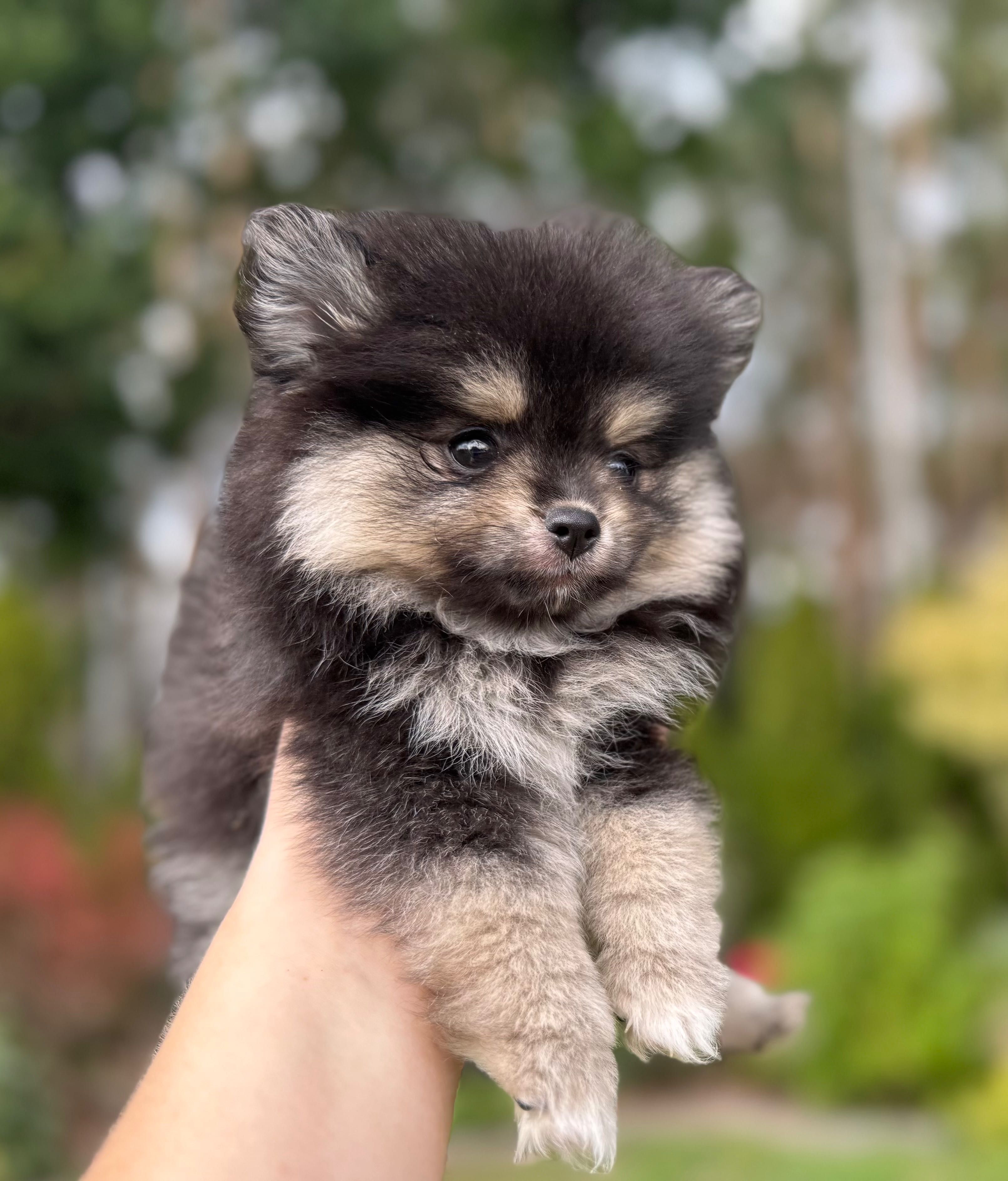 Pomeranian typ misia szpic miniaturowy suczka ekstra klasa black tan