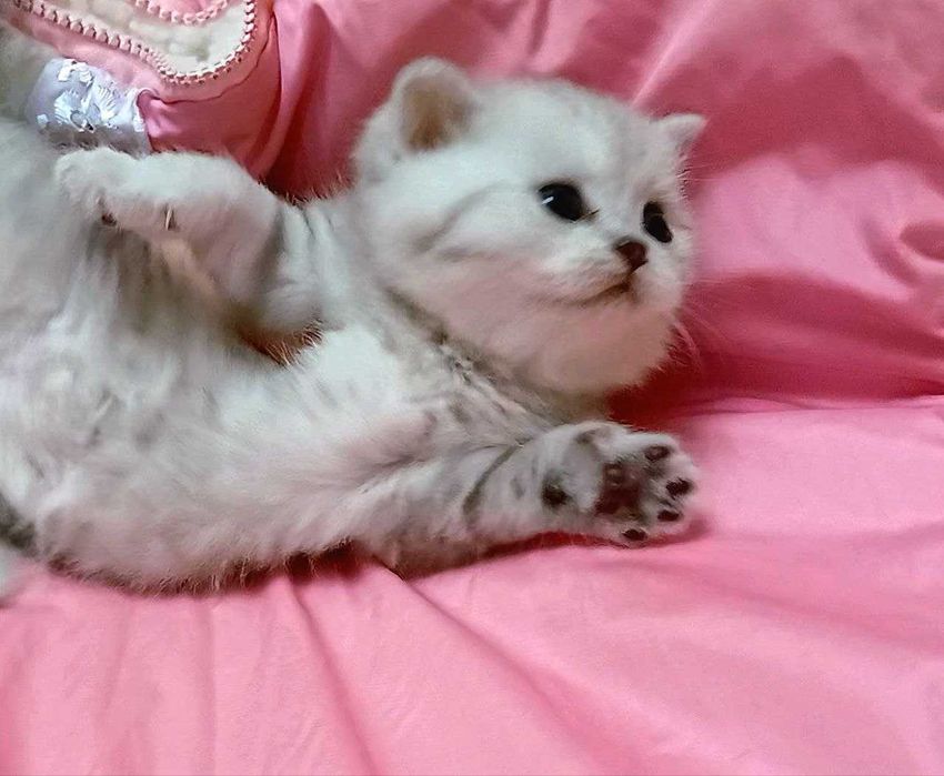 Розкішні шотландські кошенята.